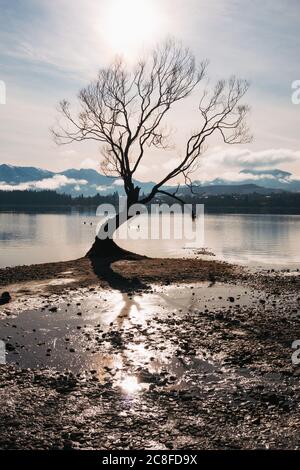 Der berühmte 'That Wanaka Tree', der an einem ruhigen Wintermorgen mit niedrigen Seegröten in Wanaka, Neuseeland, gesehen wurde Stockfoto