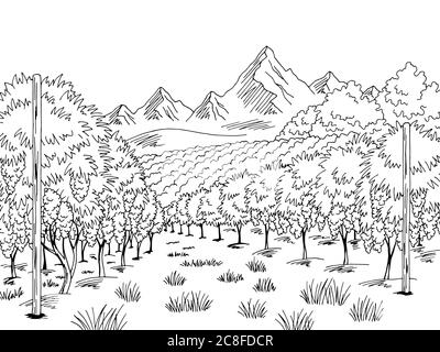 Weinberg Grafik schwarz weiß Landschaft Skizze Illustration Vektor Stock Vektor