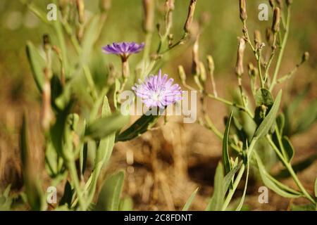 Wilde lila Blüten wachsen in sonnigen Feld Stockfoto