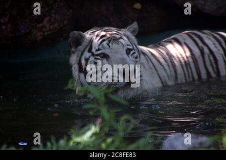 Niedlicher weißer Tiger schwimmend im Pool im Zoo Stockfoto