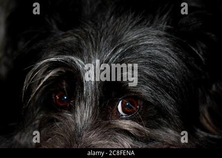 Eine Nahaufnahme eines niedlichen schwarzen tibetischen Terrier-Hundes, der auf der Couch sitzt Stockfoto