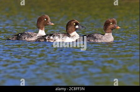 barrow-Goldeneye (Bucephala islandica), zwei schwimmende Weibchen mit einem Goldeneye (Bucephala clangula), USA, Alaska Stockfoto