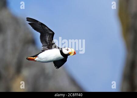 Horntaucher (Fratercula corniculata), Erwachsener im Flug, USA, Alaska Stockfoto