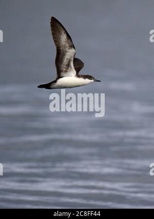 Galapagos-Scherwasser (Puffinus subalaris), im Flug über das Meer, Ecuador, Galapagos-Inseln Stockfoto