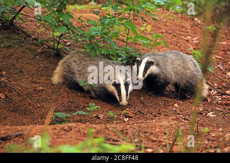 Altweltdachse, Eurasischer Dachs (Meles meles), zwei junge Dachse vor ihrer Höhle in einem Wald, Deutschland, Sachsen Stockfoto