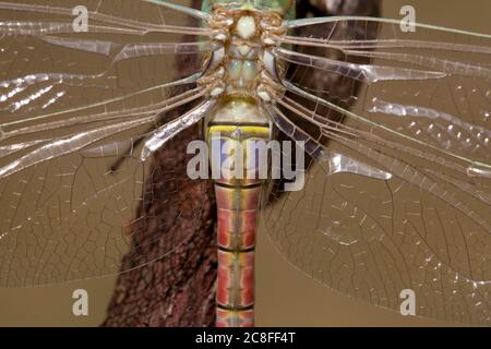 Vagant Kaiser Libelle, Vagant Kaiser (Anax ephippiger, Hemianax ephippiger), Weibchen auf einem Stock und bereit für ihren ersten Jungfernflug, Detail, Niederlande, Noord-Brabant Stockfoto