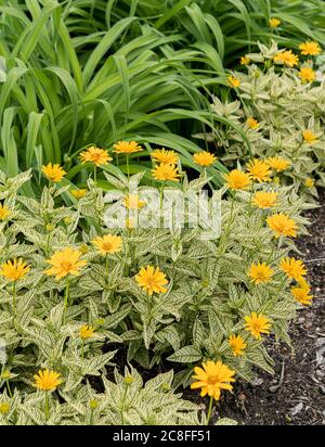 Ochsenauge-Sonnenblume (Heliopsis helianthoides 'Sunstruck', Heliopsis helianthoides Sunstruck), blühend, Sorte Sunstruck, USA, Michigan Stockfoto