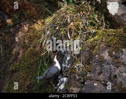 Britischer Weißkehlenotter (Cinclus cinclus gular), Besuch seines Nestes, Vereinigtes Königreich, Schottland, Highland Stockfoto