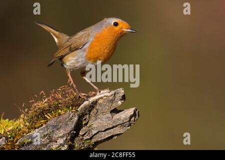 Europäischer Rotkehlchen (Erithacus rubecula), Sitzhaltung auf Totholz, Seitenansicht, Italien Stockfoto