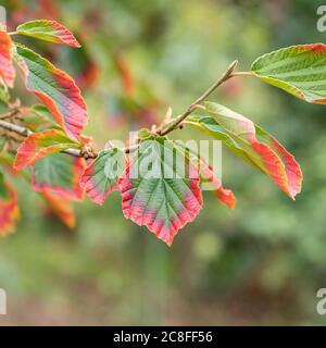 Hamamelis intermedia 'Arnold Promise' Hamamelis intermedia Arnold Promise, Hamamelis x intermedia), Blätter der Sorte Arnold Promise, Deutschland, Sachsen Stockfoto