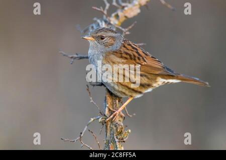 Dunnock (Prunella modularis), auf einem Zweig, Italien, Stagno di Peretola Stockfoto