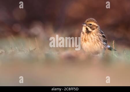 schilfbunding (Emberiza schoeniclus), Weiblich am Boden, Italien, Stagno di Peretola Stockfoto