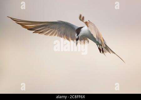 Seeschwalbe (Sterna hirundo), schwebend und auf der Suche nach Beute zu fangen, Azoren Stockfoto