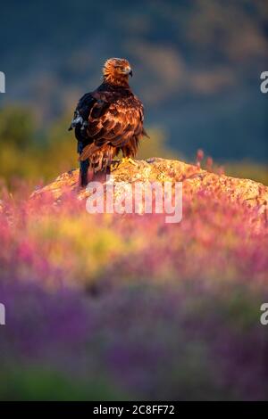 goldener Adler (Aquila chrysaetos), auf einem Felsen auf dem Boden inmitten von Lavendel, Rückansicht, Spanien Stockfoto