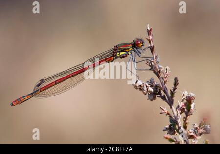 Große rote Damselfliege (Pyrrhosoma nymphula), Erwachsener Männchen auf Heidekraut, Niederlande, Noord-Brabant, Hatertse Vennen Stockfoto