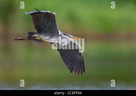 Graureiher (Ardea cinerea), im Flug, Italien, Stagno di Peretola Stockfoto