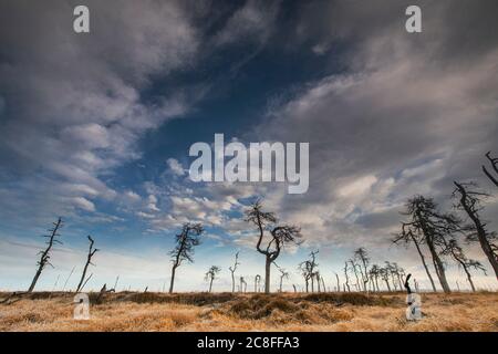 Skelettbäume am Noir Flohay im Herbst, Belgien, Wallonie, Noir Flohay, Hochfene, Baraque Michel Stockfoto