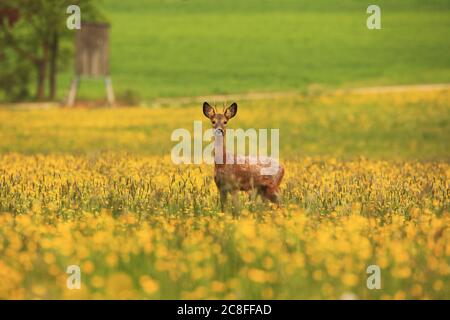 Rehe (Capreolus capreolus), junger Reh, der auf einer Frühlingswiese steht, Deutschland, Baden-Württemberg Stockfoto