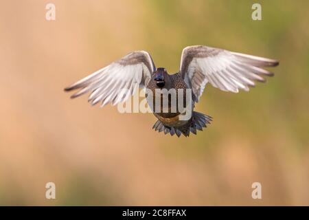 garganey (Anas querquedula), fliegender Rüde, Italien, Oasi della Querciola Stockfoto