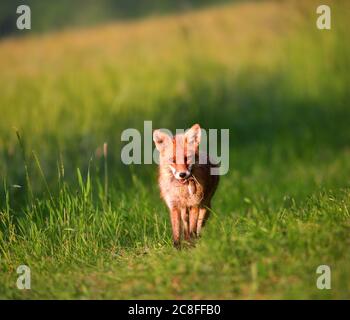Rotfuchs (Vulpes vulpes), Füchse stehend mit einer Maus im Maul auf einer Wiese, Vorderansicht, Deutschland, Sachsen Stockfoto