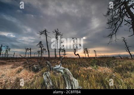 Skelettbäume am Noir Flohay im Herbst, Belgien, Wallonie, Noir Flohay, Hochfene, Baraque Michel Stockfoto