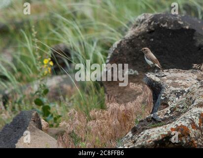 Finsch's Wheatear (Oenanthe finschii), Weibchen auf einem Felsen in den Bergen stehend, Türkei Stockfoto