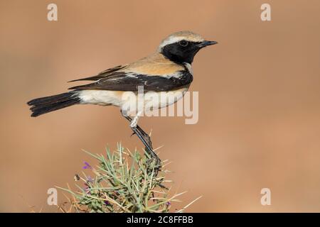 Saharian Desert Sparrow (Passer simplex saharae, Passer saharae), thront in einem Busch, Marokko Stockfoto