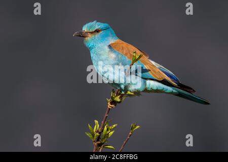 Europäische Walze (Coracias garrulus), sitzend auf einer Pflanze, Marokko, Draa-Tafilalet Stockfoto