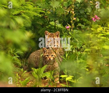 Wildkatze (Felis silvestris), drei wilde Kätzchen, die aufmerksam zusammen auf Waldboden sitzen Stockfoto