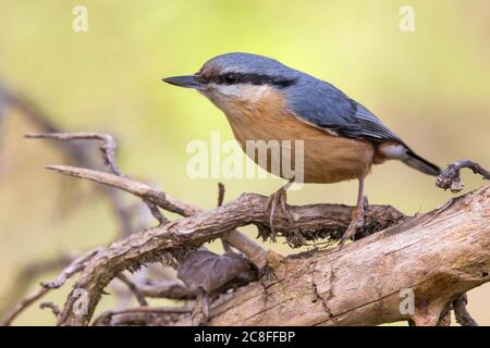 Eurasischer Nuthatch (Sitta europaea), auf einem Zweig sitzend, Italien, Arezzo Stockfoto