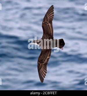 Galapagos-Scherwasser (Puffinus subalaris), im Flug über das Meer, Ecuador, Galapagos-Inseln Stockfoto