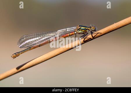 Große rote Damselfliege (Pyrrhosoma nymphula), unreifes Weibchen, das auf einem Stamm ruht, Niederlande, Noord-Brabant, Hatertse Vennen Stockfoto