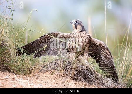 Mediterraner Wanderfalke (Falco peregrinus brookei, Falco brookei), Jungvogel, der mit ausgestreckten Flügeln am Boden steht, Vorderansicht, Spanien Stockfoto