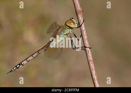 Vagrant Kaiser Libelle, Vagrant Kaiser (Anax ephippiger, Hemianax ephippiger), Erwachsene Männchen auf einem Stamm thront, Niederlande, Noord-Brabant Stockfoto