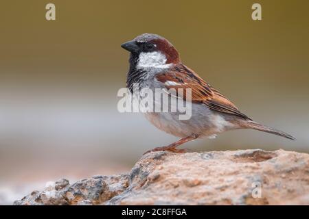 Nordwestafrikanische Haussperling (Passer domesticus tingitanus, Passer tingitanus), sitzt auf einem Stein, Marokko, Westsahara, Dakhla-Oued Ed Dahab Stockfoto