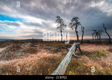 Skelettbäume am Noir Flohay im Herbst, Belgien, Wallonie, Noir Flohay, Hochfene, Baraque Michel Stockfoto