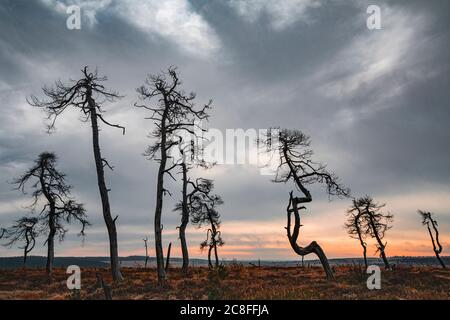 Skelettbäume am Noir Flohay im Herbst, Belgien, Wallonie, Noir Flohay, Hochfene, Baraque Michel Stockfoto