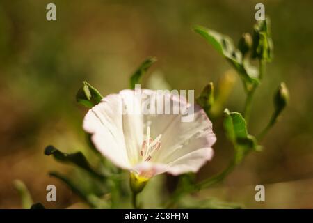 Makrobirke Bindenweed Pflanze, frische zarte Blume wachsen im sonnigen Garten Stockfoto