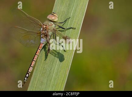 Vagrant Kaiser Libelle, Vagrant Kaiser (Anax ephippiger, Hemianax ephippiger), Erwachsene Männchen mit beschädigten Flügeln auf Schilf, Niederlande, Noord-Brabant Stockfoto