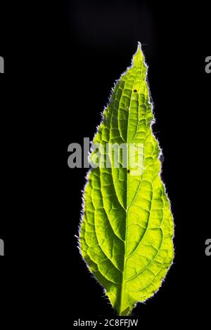 Grüner Alkanet, immergrüner Bugloss, Alkanet (Pentaglottis sempervirens), Blatt im Hintergrund vor schwarzem Hintergrund, Niederlande, Drenthe Stockfoto
