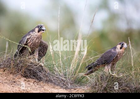 Mediterraner Wanderfalke (Falco peregrinus brookei, Falco brookei), zwei Jungvögel, die am Boden zusammenhalten, Spanien Stockfoto