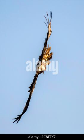 Spanischer Kaiseradler, iberischer Kaiseradler, Adalbertadler (Aquila adalberti), subadulter Vogel im Segelflug, Vorderansicht, Spanien, Guadarrama Nationalpark Stockfoto