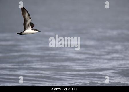 Galapagos-Scherwasser (Puffinus subalaris), im Flug über das Meer, Ecuador, Galapagos-Inseln Stockfoto