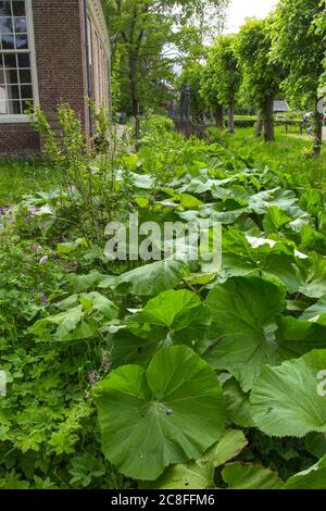 Riesenbutterbur, Japanischer Butter-Bur (Petasites japonicus), Blätter im Garten, Niederlande Stockfoto