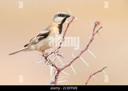 Saharische Wüstensperling (Passer simplex saharae, Passer saharae), erwachsener männlicher Barsch auf einem Zweig, Marokko, Westsahara Stockfoto