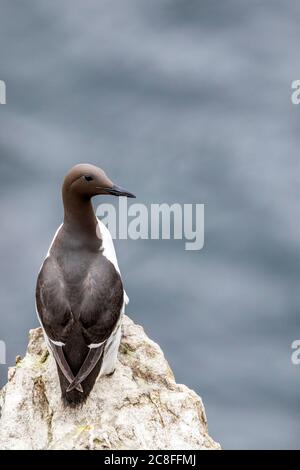 Guillemot (Uria aalge), auf einem Felsen sitzend, Rückansicht, Irland, Saltee Insel Stockfoto