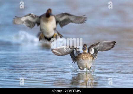 Grünflügelige Blaualge (Anas crecca), Paar im Landeanflug auf dem Wasser, Vorderansicht, Italien, Stagno dei Cavalieri Stockfoto