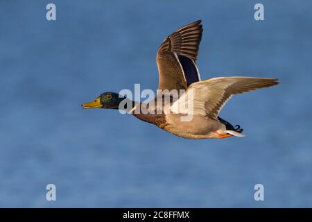 mallard (Anas platyrhynchos), Männchen im Flug tief über Wasser, Italien, Stagno di Peretola Stockfoto