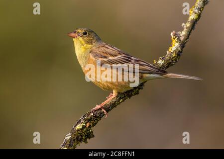 Ortolan-Ammer (Emberiza hortulana), Männchen auf einem verblechten Ast, Seitenansicht, Frankreich, Provence Stockfoto