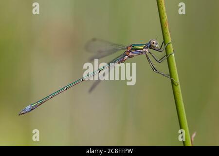 Grüne Leisten, Smaragddamselfly (Lestes sponsa), Erwachsener Männchen auf grünem Stamm, Niederlande, Noord-Brabant, Langenboom Stockfoto